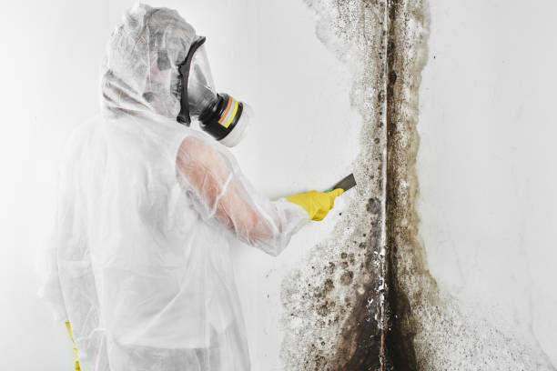 Trusted North Crossett, AR Mold Removal Experts